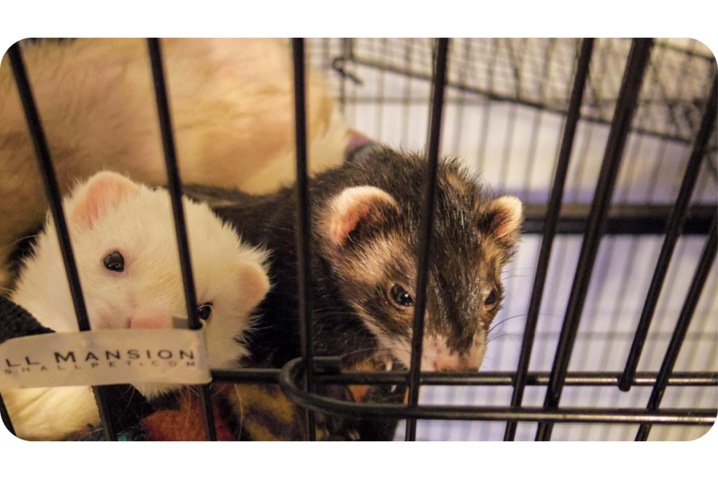 Two ferrets look out to the camera and beyond from inside their cage.