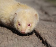 albino ferrets