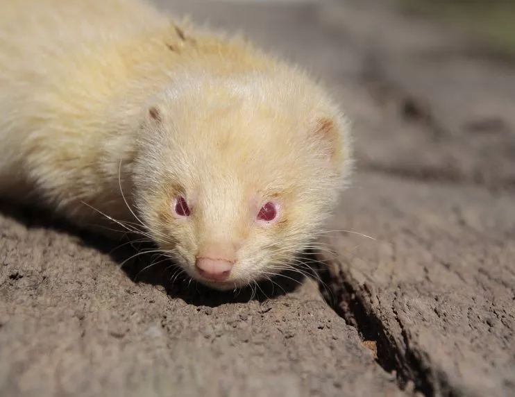 albino ferrets