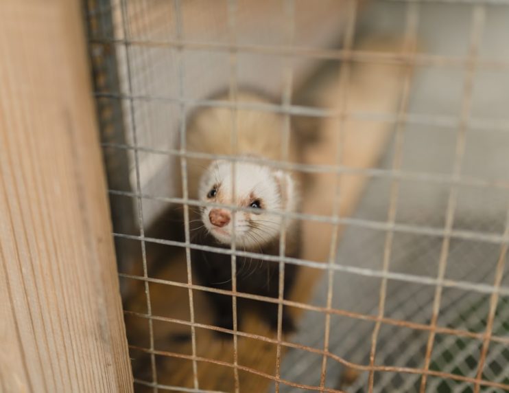 ferret houses