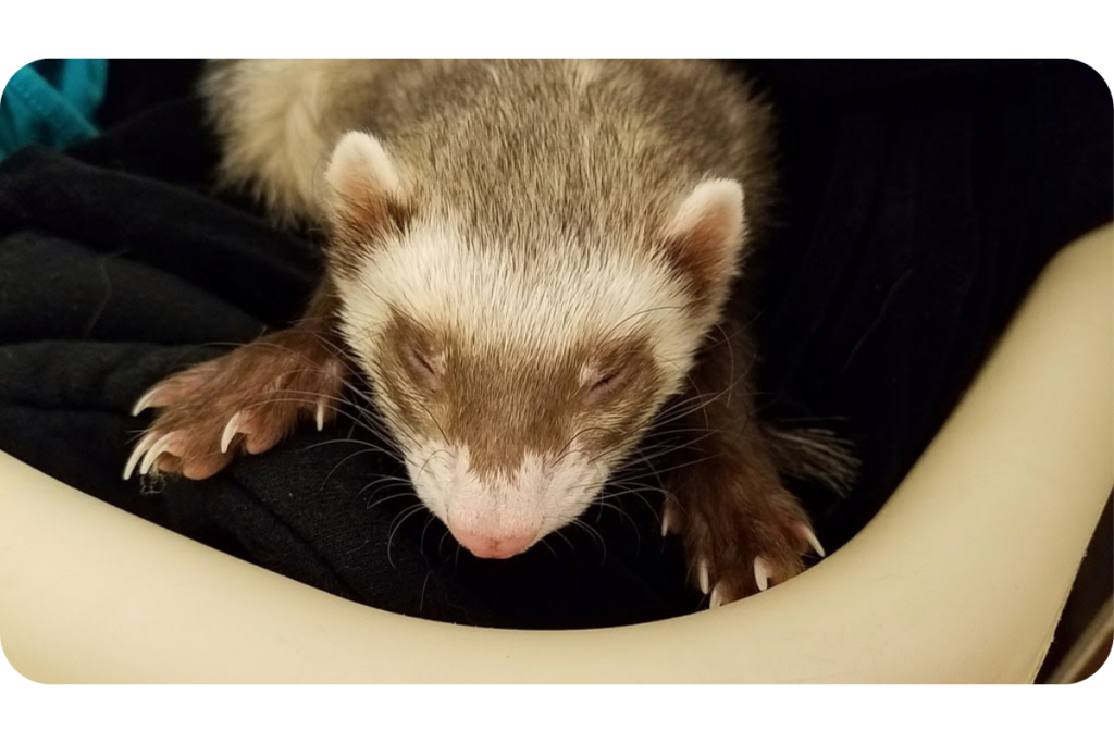 A ferret squints and sits on top of a dark-colored blanket. 