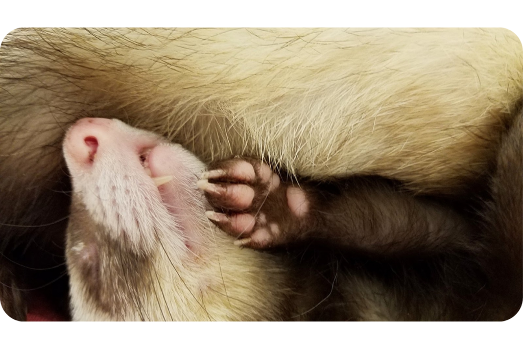 A ferret lays on its back and snoozes with its teeth poking out from its mouth and its paw resting on its chin. 