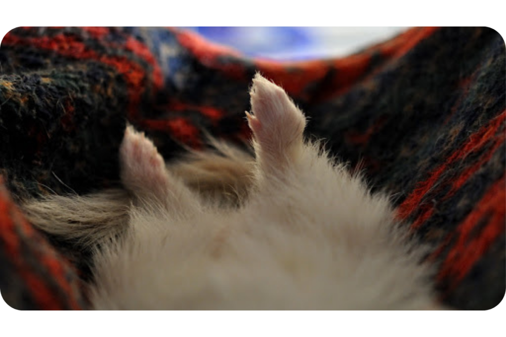 A photo of a ferret's hind feet. It appears that the ferret is laying on its back in a hammock. 