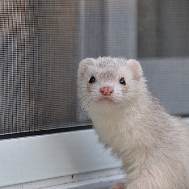 A white ferret stands next to a screen door, looking into the camera with its vibrant black eyes. 