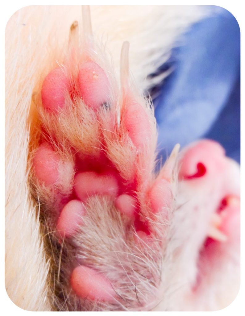 Ferret nail clippers clearance