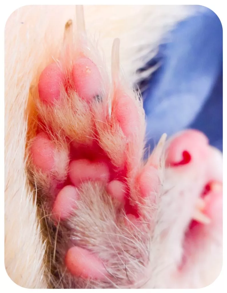 A ferret lays on its back with its bright pink paw close to the camera lens, showing its long, narrow claws. 