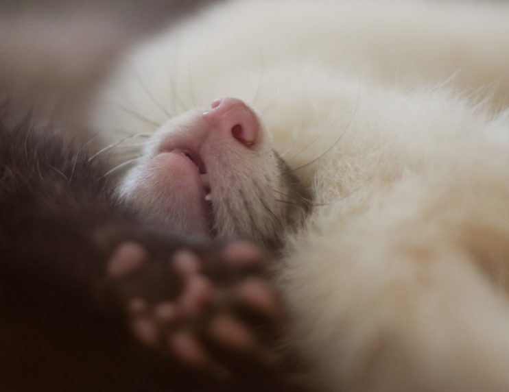 how to clip ferret nails