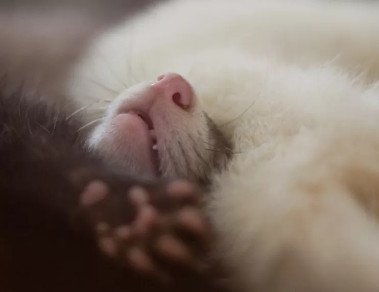 how to clip ferret nails