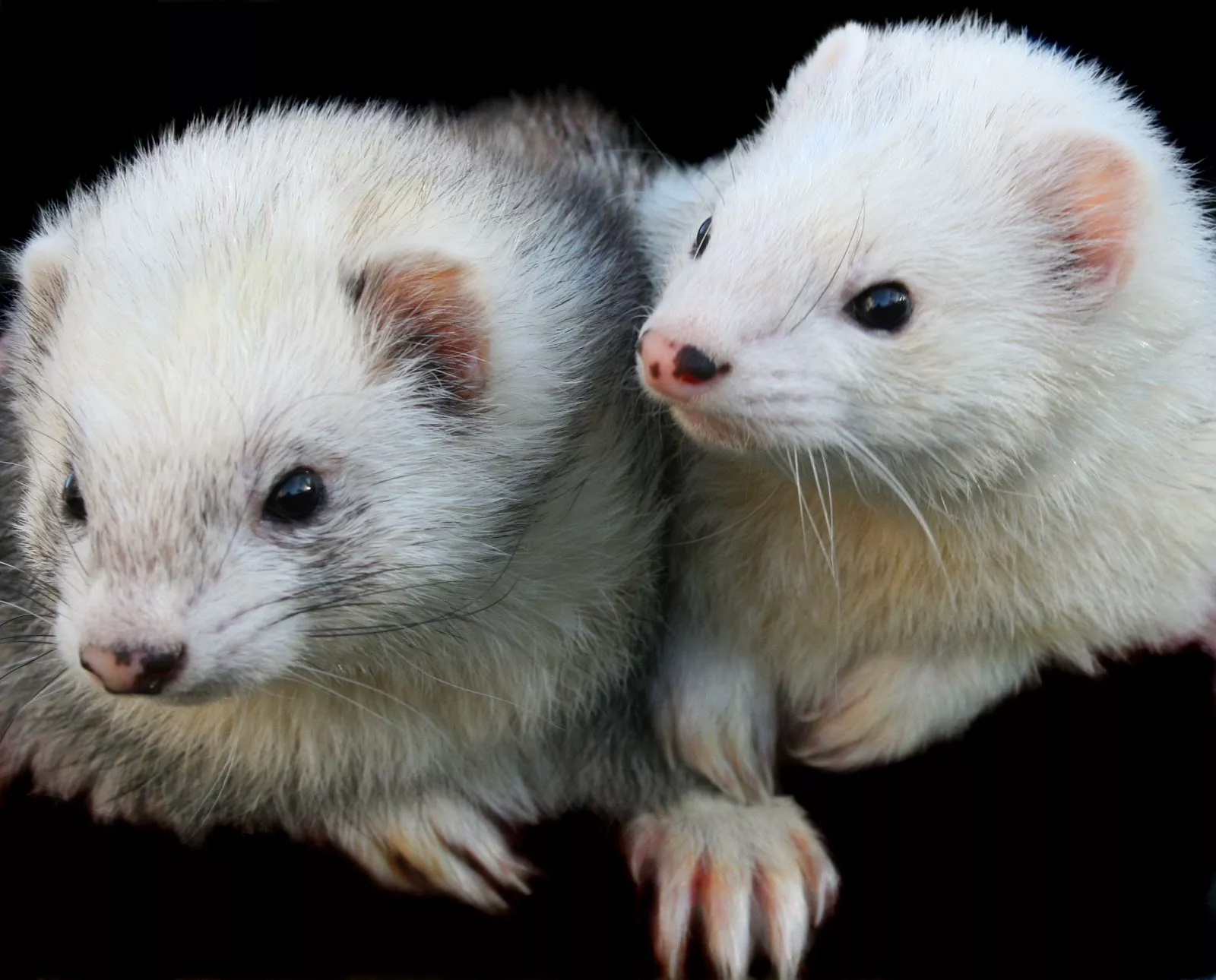 Two white ferrets with black eyes cuddle up to each other against a black background. 