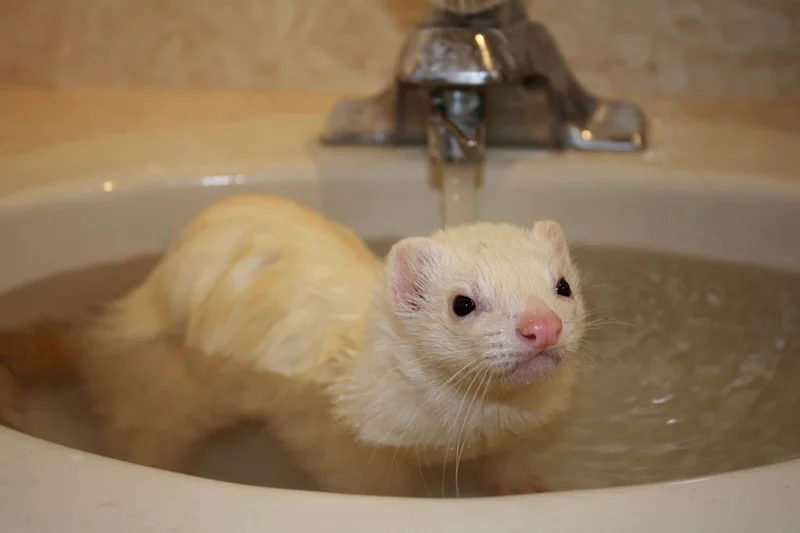 A white ferret with a bit of a yellow tinge on its fur sits under the running faucet of a filling sink. 