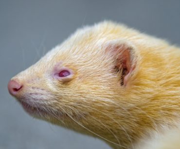 yellow ferret