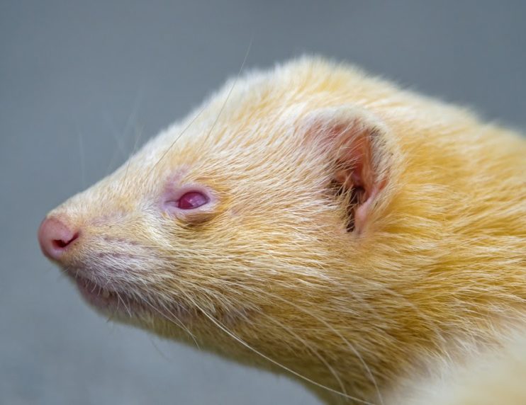 Yellow Ferret (Why Does their Fur Change Color)