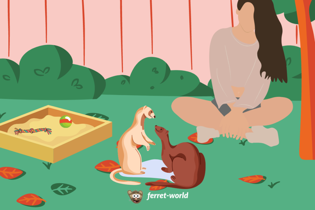 A girl sits and watches her ferrets play with each other in the backyard.