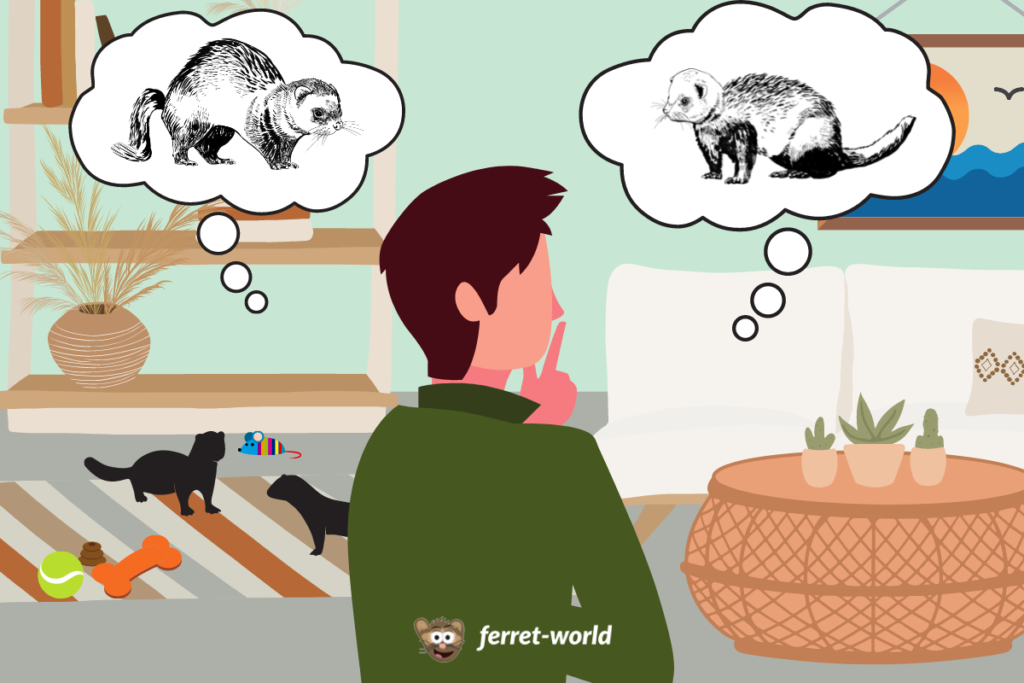 A man stands in his living room and wonders what his ferrets need to be introduced to each other.