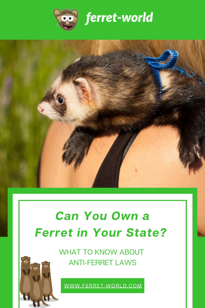 Can you own a ferret in your state?