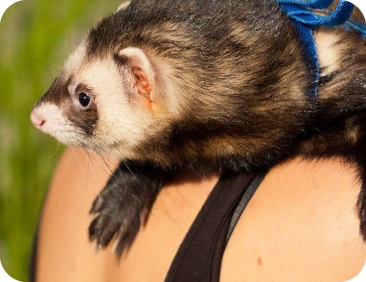 Can you own a ferret in your state?