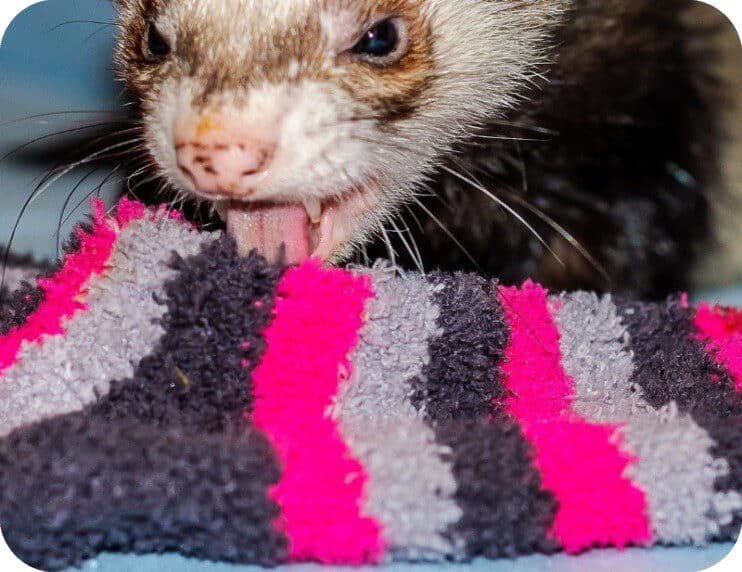 Ferret Teething Top 5 Unconventional