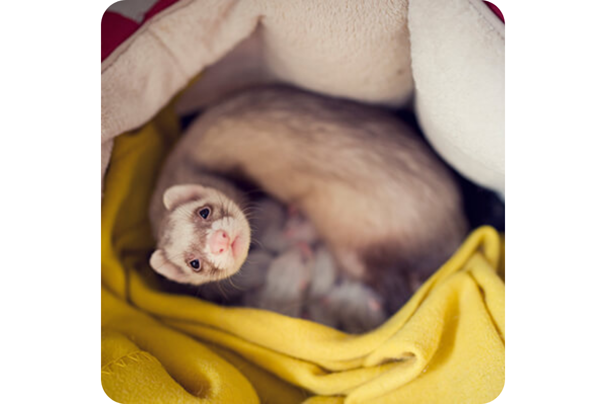 A mama ferret nurses her kits.