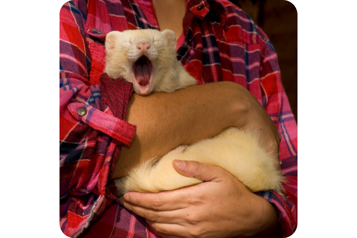 A white ferret yawns in the arms of a person wearing a red plaid shirt.