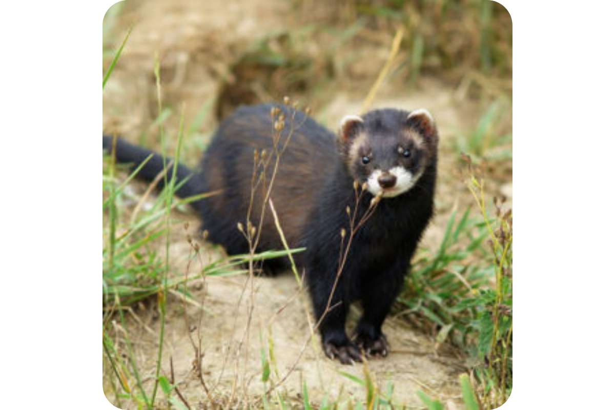 A dark-colored European polecat stands on the ground, surrounded by sparse blades of grass.