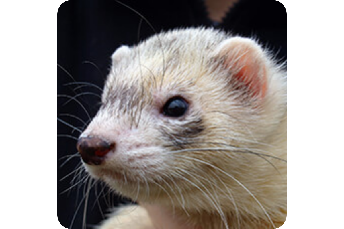 A ferret looks off into the distance.