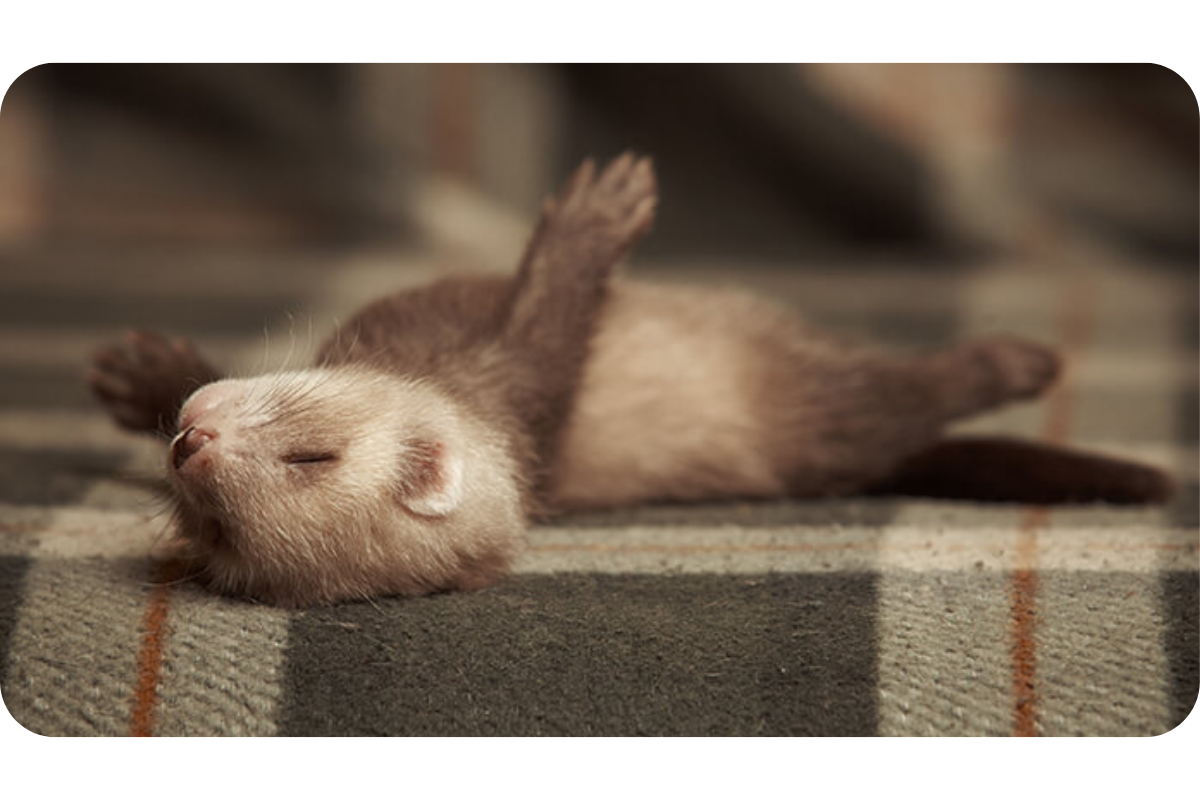A sleepy ferret kit lays on its back on top of a warm blanket, arms splayed out, eyes closed.
