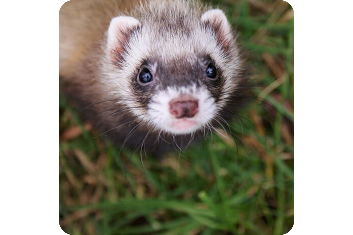 A ferret gazes into the camera, a twinkle in its eye.