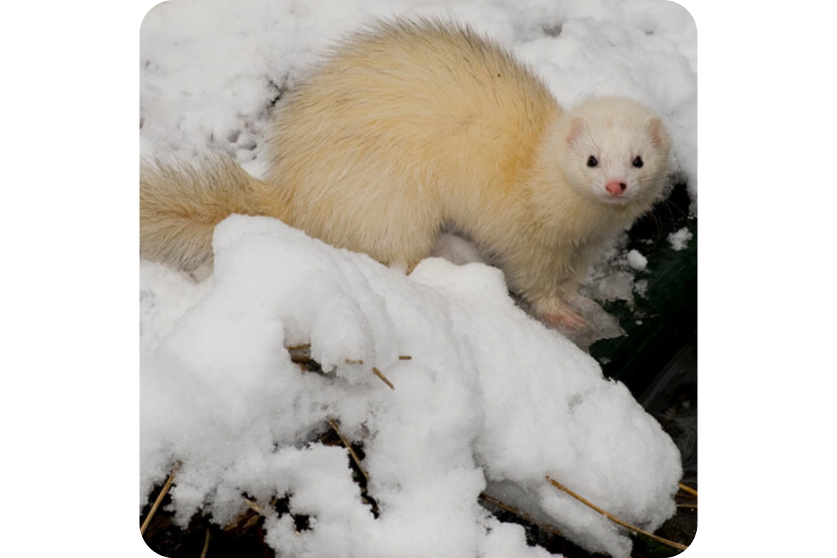 A ferret with a bottlebrush tail. Photo by Max Moureau