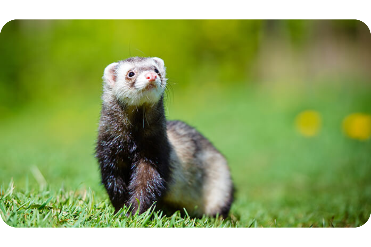 A ferret stands in the grass on a sunny day.