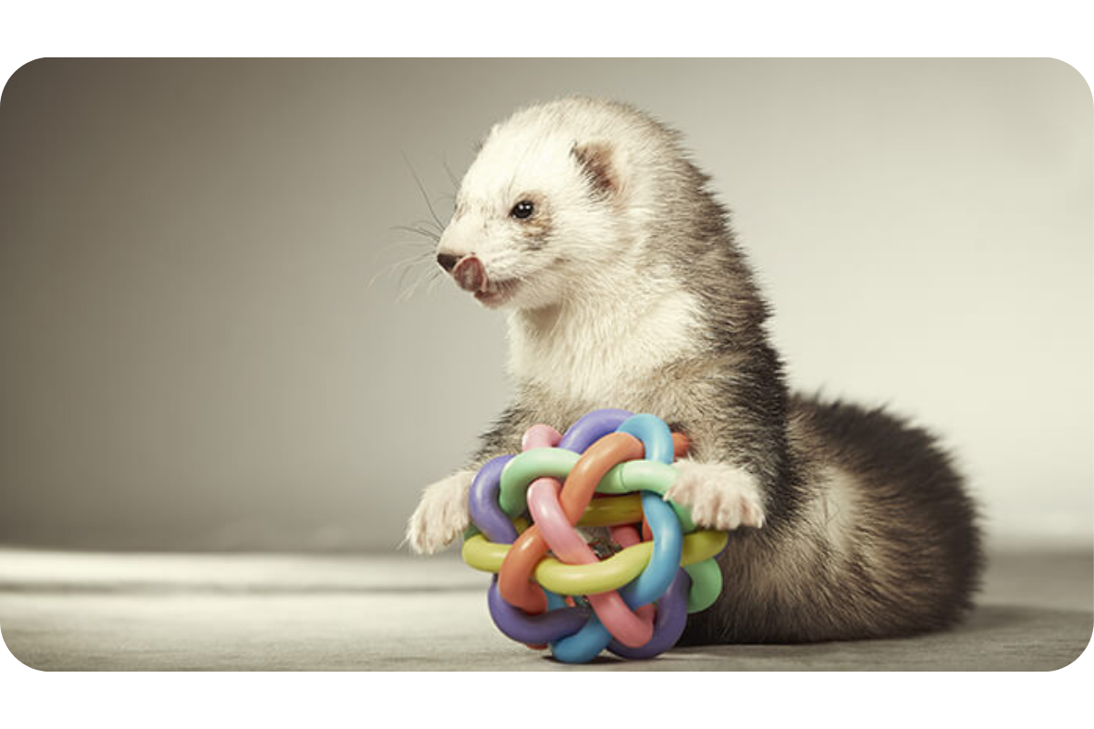 A ferret and its enrichment toy.