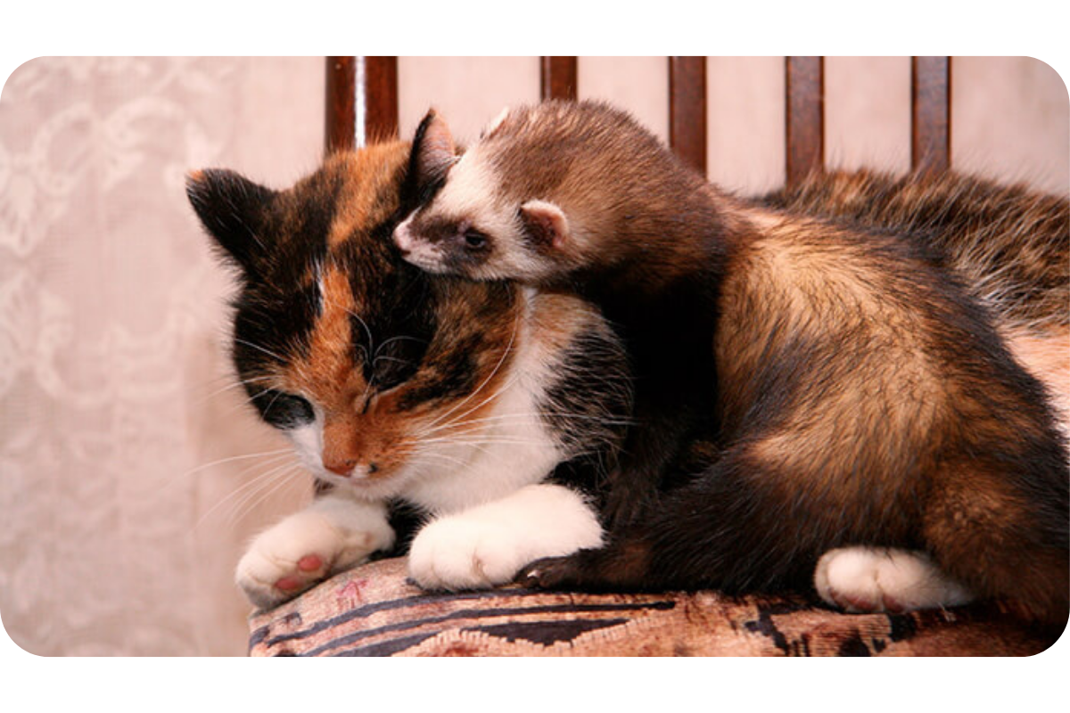 A ferret affectionately sniffs a cat's face as they snuggle.