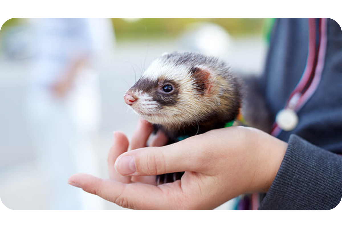 A ferret rests in the palm of someone's hand.