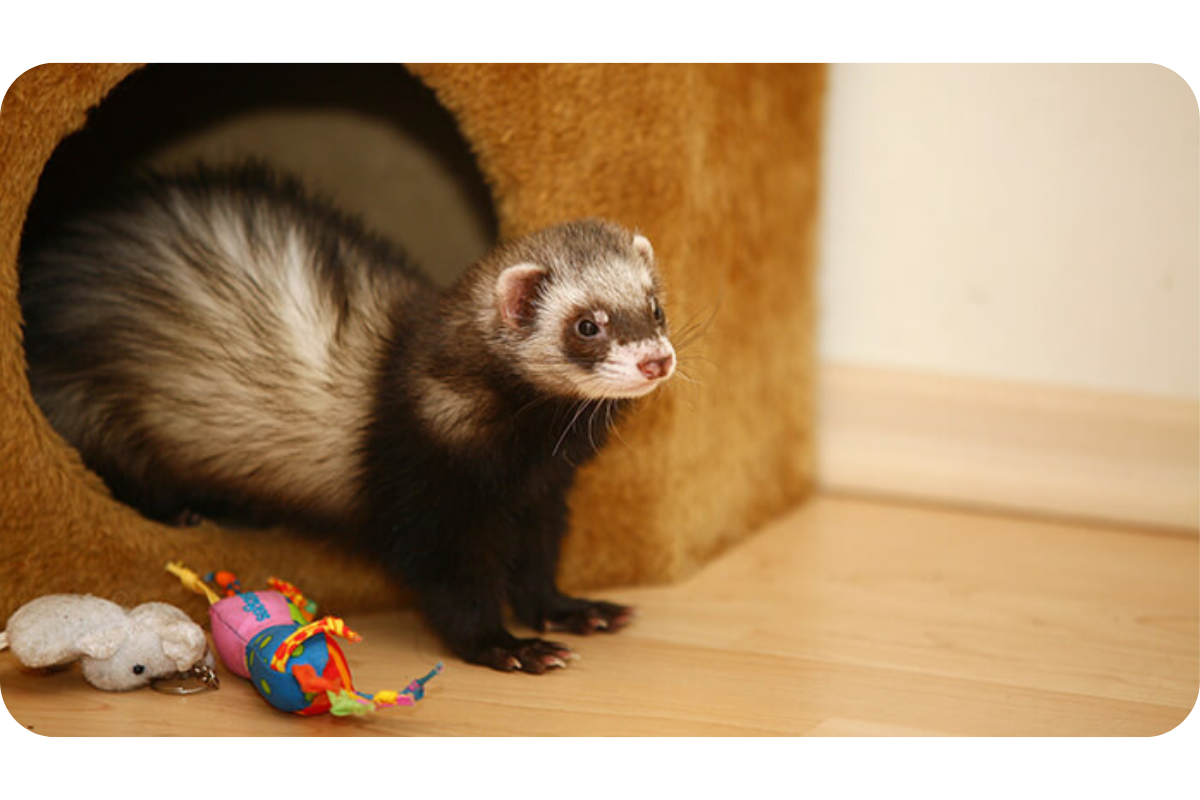 A ferret stands partially in its enrichment equipment, some toys scattered on the floor.