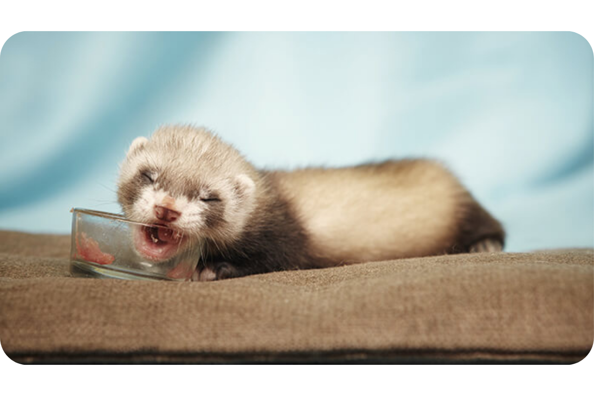 A ferret kit leans over a glass food bowl and gnaws on the meat.