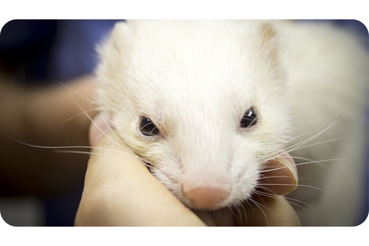 A black-eyed white ferret gazes sleepily into the camera, its face cupped gently in someone's hands.