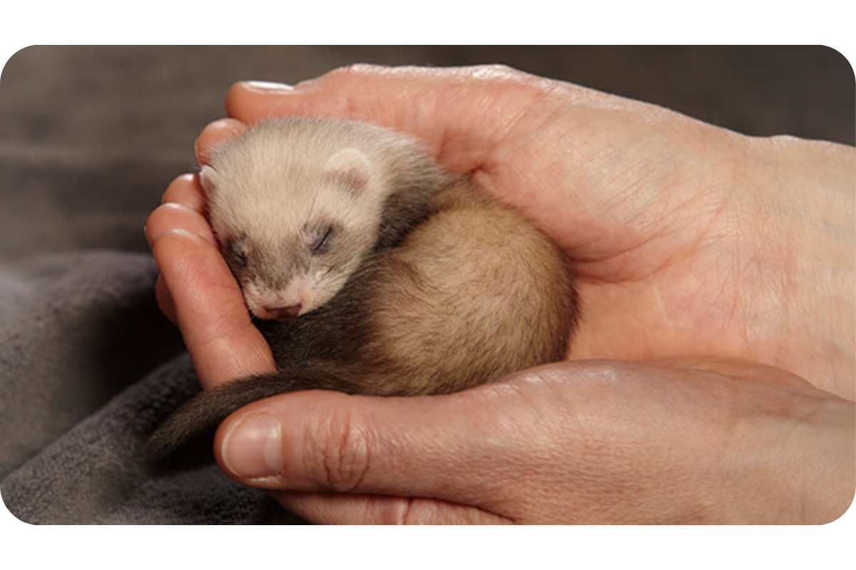 A tiny ferret kit is curled up in the palm of someone's hands.