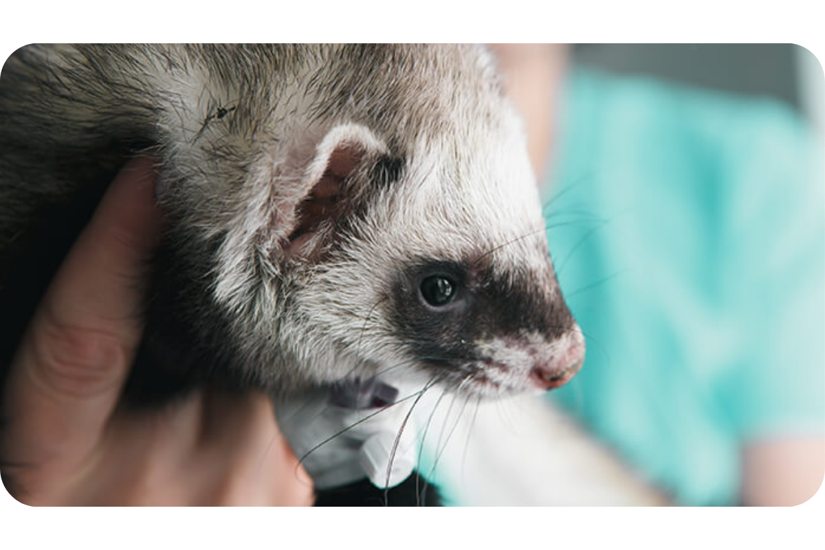 A vet tech wearing blue scrubs holds a ferret up with both hands.