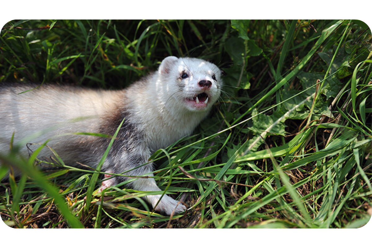 A white ferret stares open-mouthed while standing in the grass.