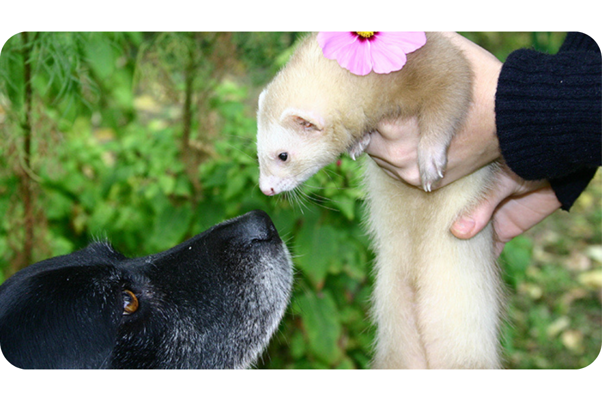 A black dog and a white ferret almost touch noses as the ferret is held up by a human to socialize.