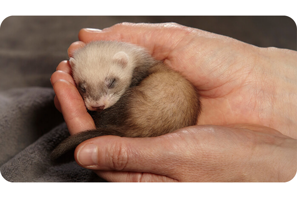 A ferert kit snoozes in the palm of someone's hand.