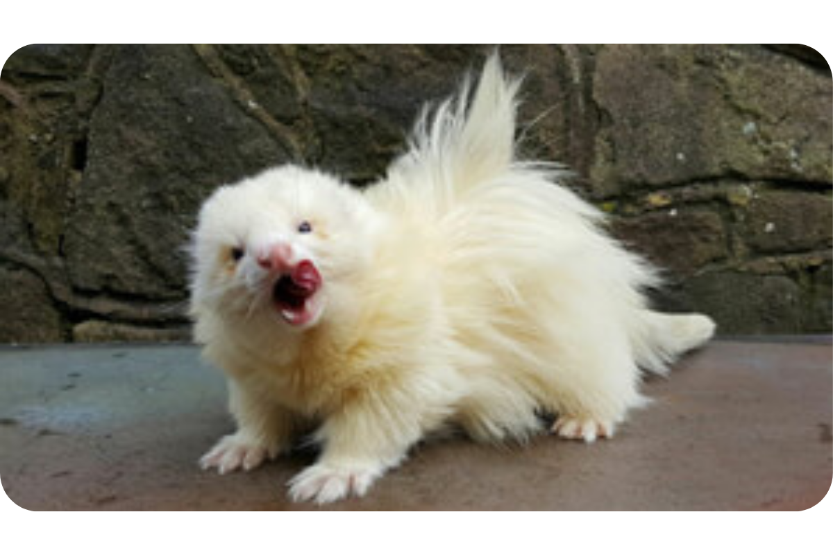 A white angora ferret enthusiastically licks its chops.