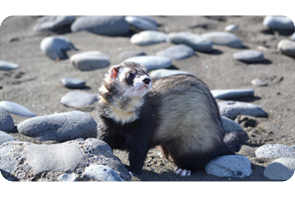 A ferret standing on a rocky beach on a sunny day.