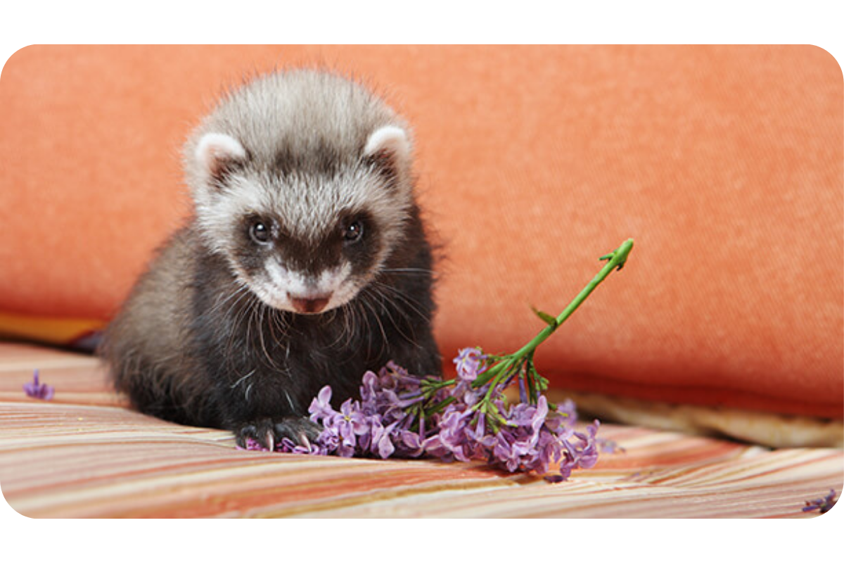 A young ferret kit sits on a colorful cushion, looking curiously at a flower beside it.