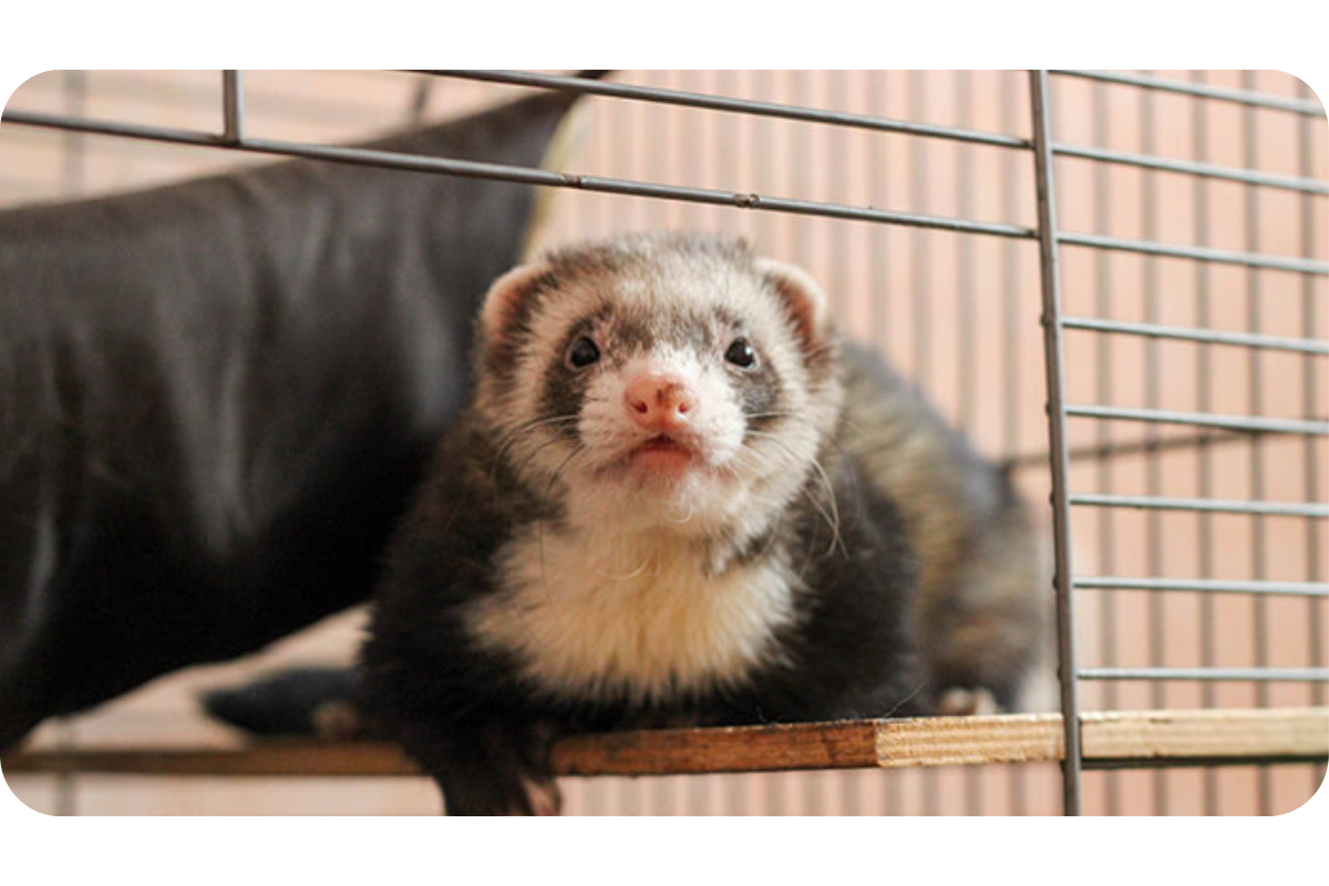 A young ferret lounges on a platform in its cage, gazing curiously into the camera.