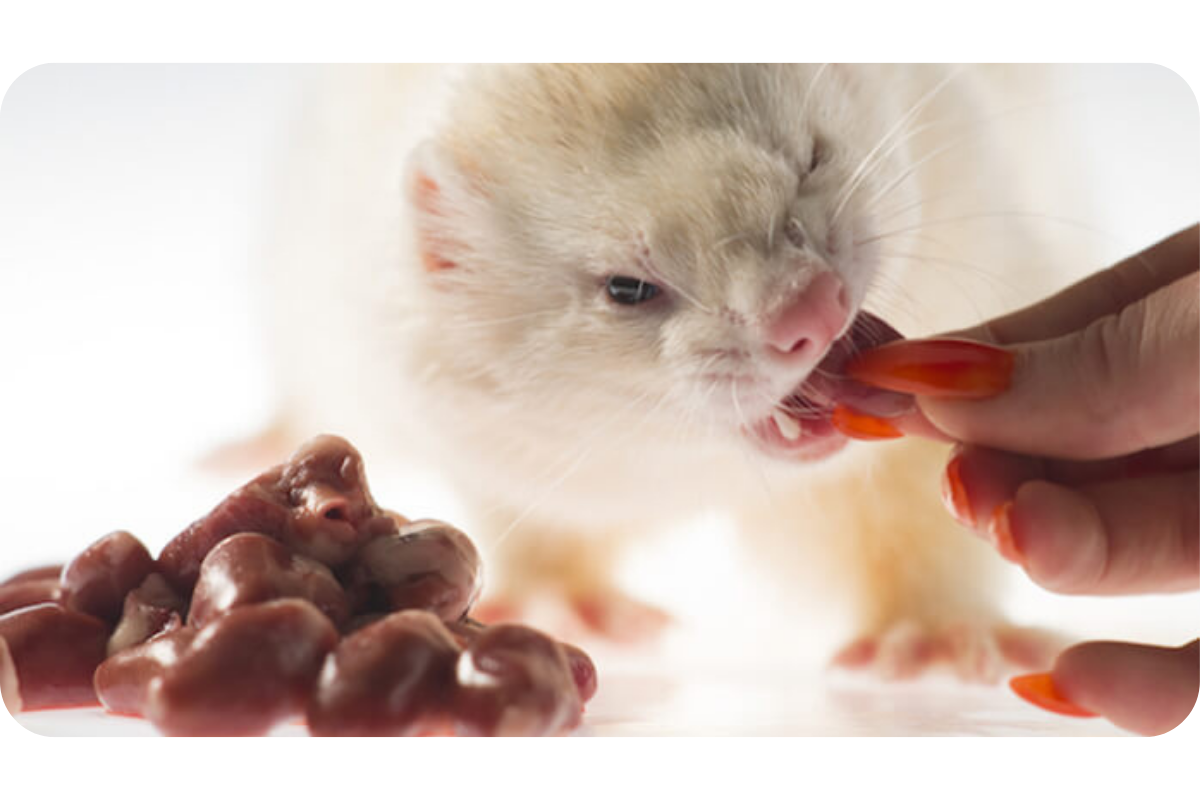 Someone feeds a white ferret treats that appear to be chicken livers.