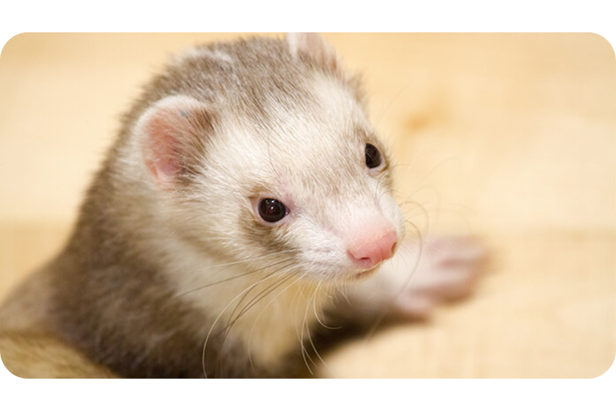 A sweet ferret sits and looks curiously at something out of frame.