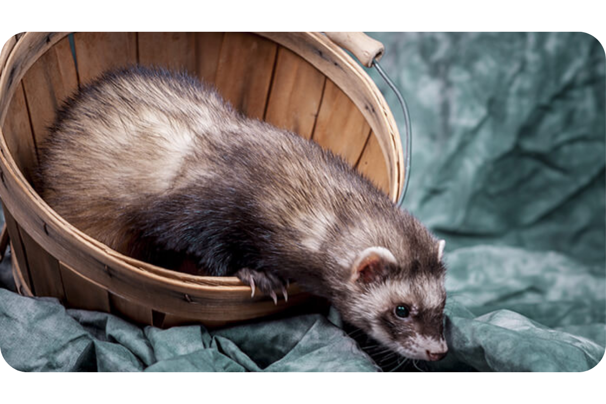 Ferret in a basket.