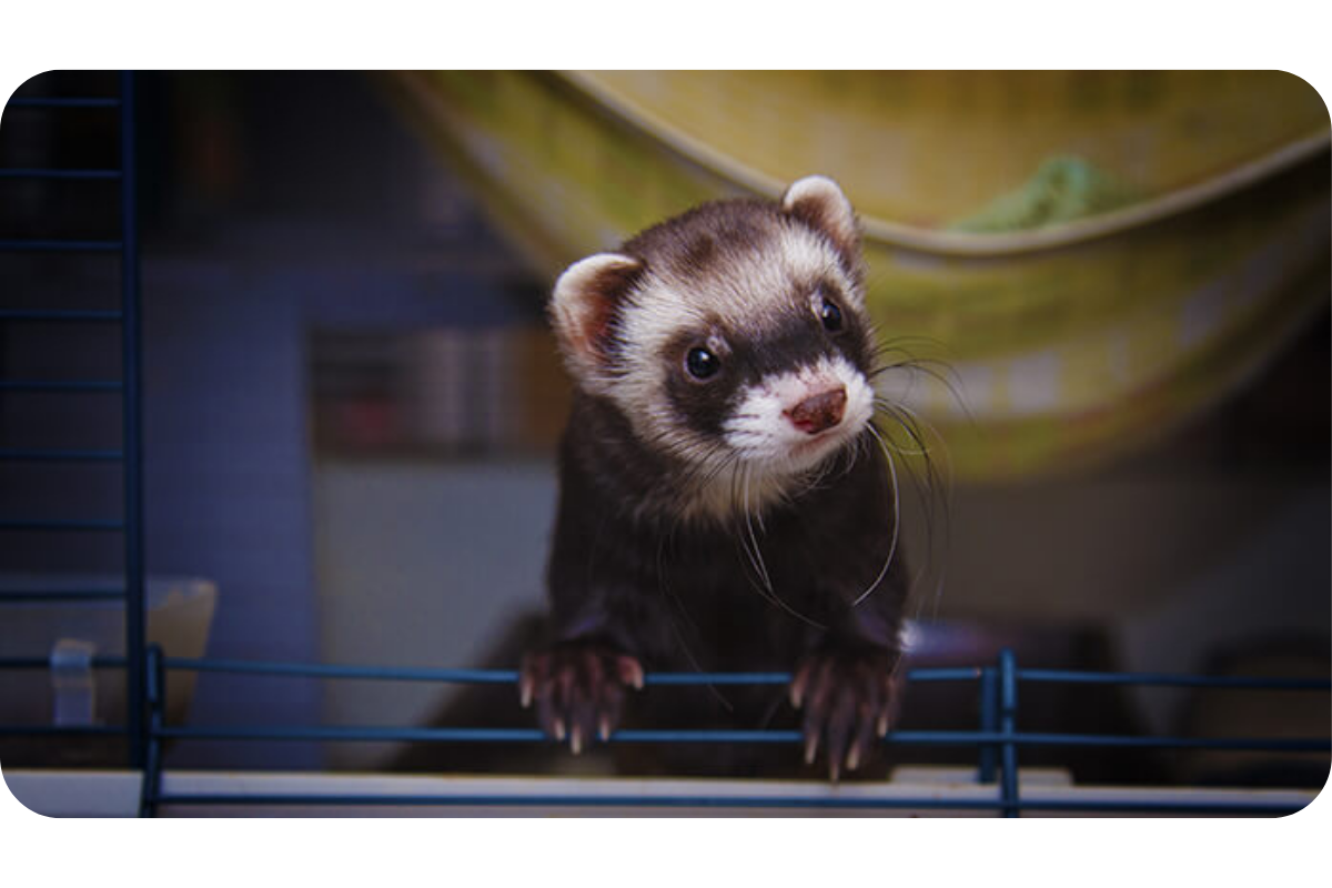 A ferret curiously looks at things outside its cage.