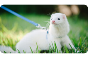 A dark-eyed white ferret on a leash looks off into the distance while standing in the sunlit grass.