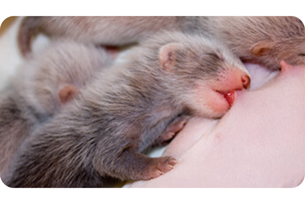 A newborn ferret kit suckles on its mamas teet.